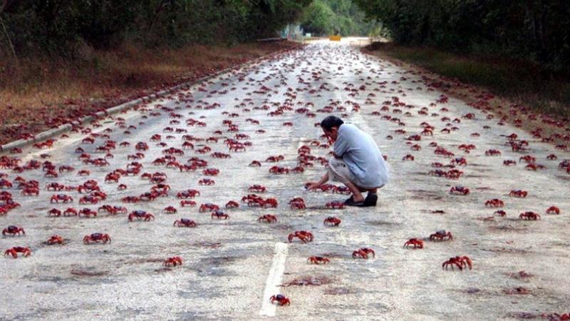 Christmas Island red crabs