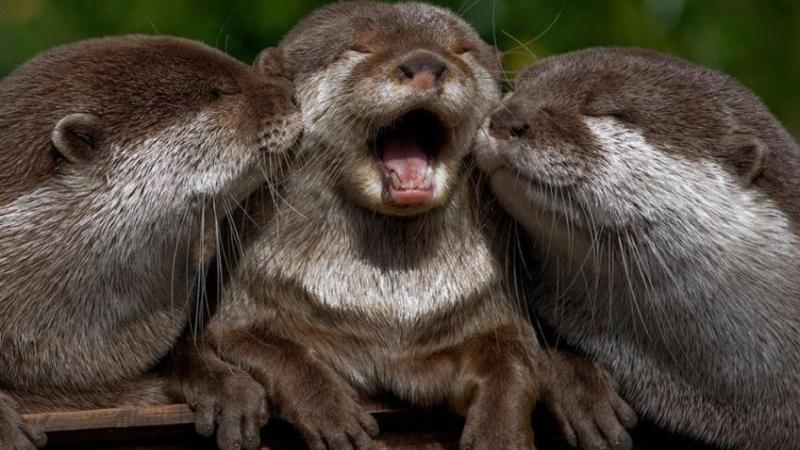 Cute Beavers
