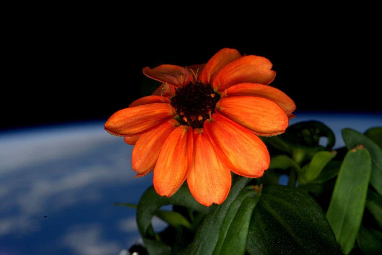 The First Zinnia Bloomed In Space, Thanks To Astronaut Scott Kelly