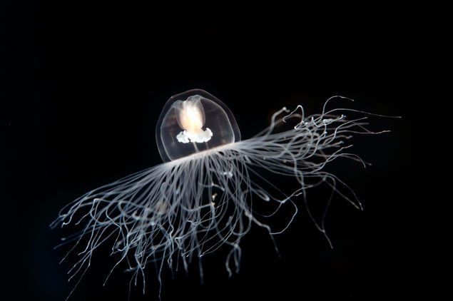 The immortal jellyfish