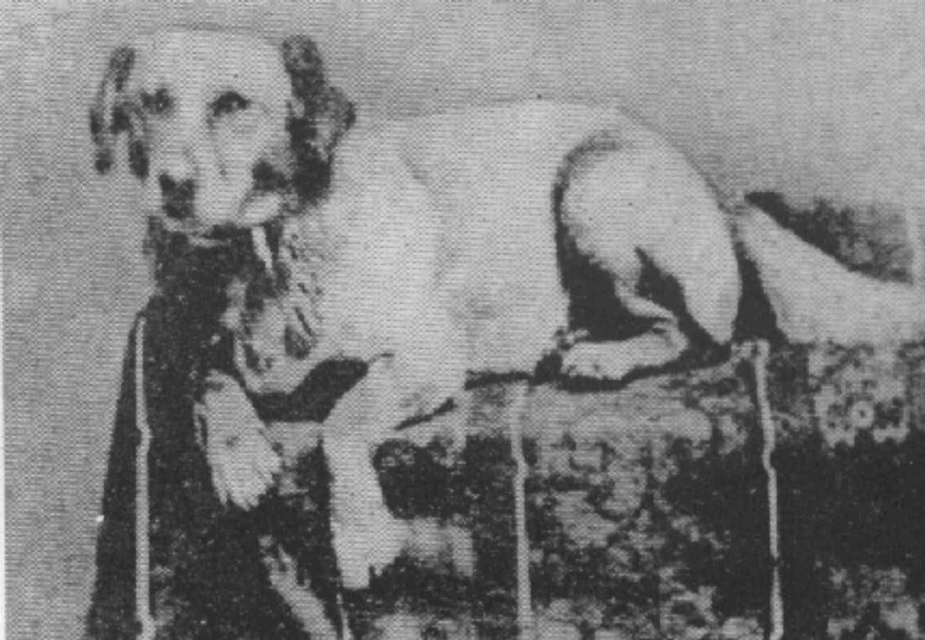 The First Photograph Of A Presidential Dog, Abraham Lincoln's Dog Fido; 1861