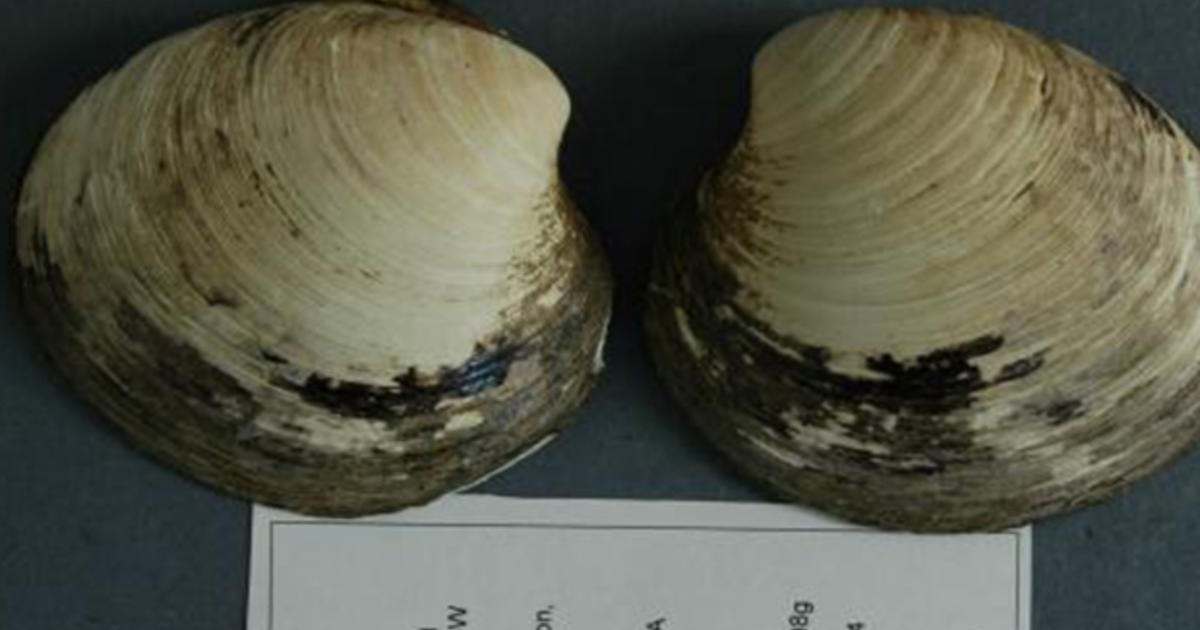 The Longest-Living Animal (Clam - Ming the Mollusc)